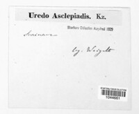 Uredo asclepiadis image